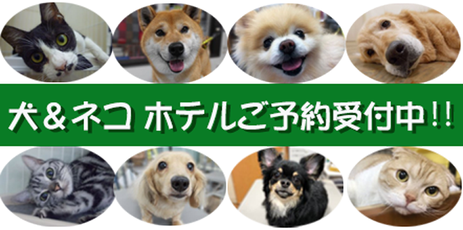 ゴールデンウィークのペットホテルのご予約受付中です