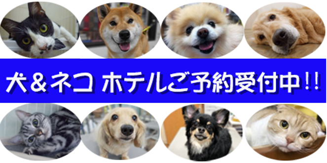 ゴールデンウィークのペットホテルのご予約受付中です